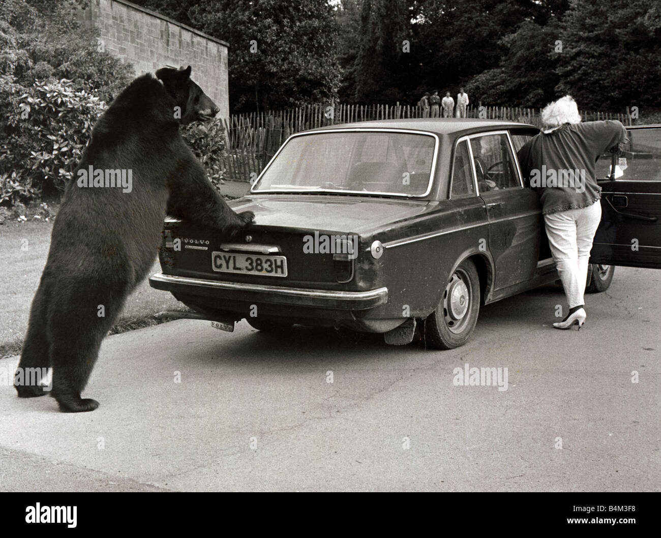 odin-the-6-5-foot-canadian-black-bear-who-pushes-his-owners-old-car-B4M3F8.jpg